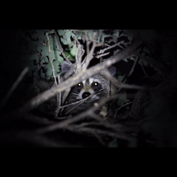 Meet your Posher, G - Picture 1 of 1